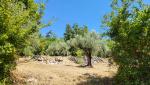 auf dem Weg nach Gioia Sannitica durchqueren wir sehr schöne Olivenhaine