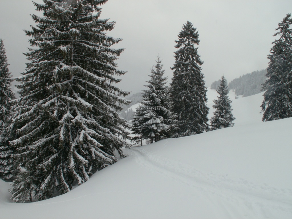 unsere Spuren führen durch verschneite Wälder