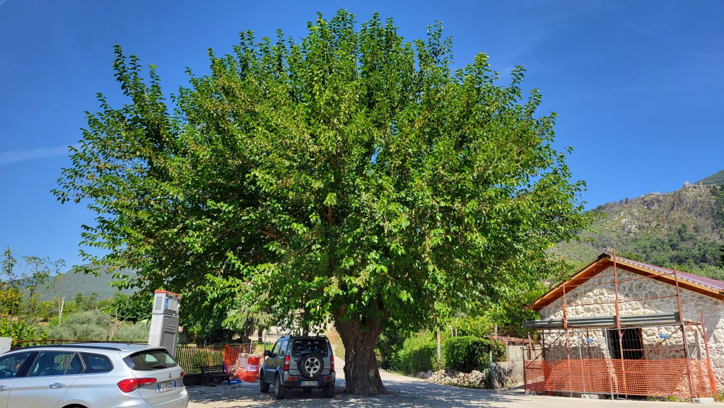 kurz vor Gioia Sannitica stossen wir auf diesen über 100 jährigen Maulbeerbaum