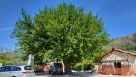 kurz vor Gioia Sannitica stossen wir auf diesen über 100 jährigen Maulbeerbaum