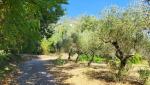 die sehr gute Wegführung führt uns durch wünderschöne Olivenhaine