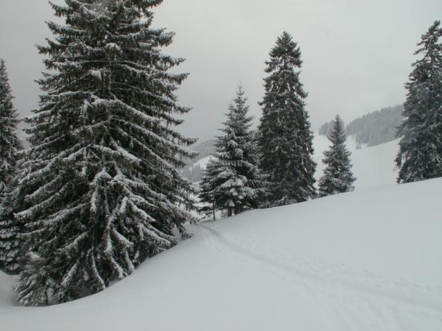 unsere Spuren führen durch verschneite Wälder