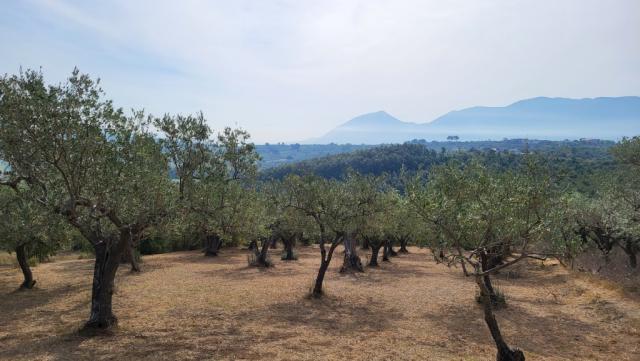 wir lassen den rechtsabbiegenden Pfad auf den Monte Acero unbeachtet, und verlassen über Olivenhaine den Berghang