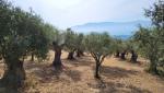 ...mit teilweise uralten Olivenbäume...