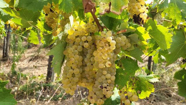 hier wird die Falanghina angebaut. ein sehr guter Weisswein