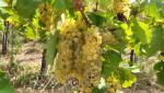 hier wird die Falanghina angebaut. ein sehr guter Weisswein