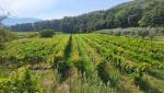 links am Berg La Rocca vorbei, führt uns die Via Francigena an ausgedehnte Weinberge vorbei