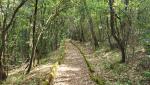 der schön ausgebaute Waldweg führt uns durch einen dichten Steineichenwald