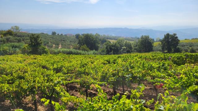 über den hügeligen Ausläufer des Monte Caruso, führt uns die Via Francigena in die Ebene hinunter