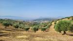 ...mit Olivenbäumen übersäte Hügellandschaft