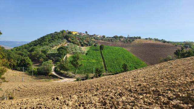 auf dem Hügel erkennen wir das Dörfchen Montecapriano unser nächstes Ziel