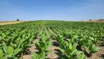 riesige Tabakfelder sind ersichtlich