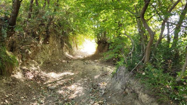 ein kurzes Waldstück schützt uns für ein paar Minuten vor der sengenden Sonne