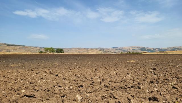 die Via Francigena führt uns entlang riesiger Getreidefelder