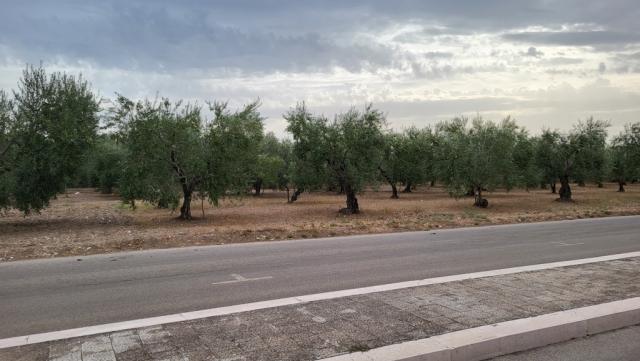 an Olivenbäume entlang, verlassen wir nach der Pause Stornarella, und wandern weiter Richtung Stornara