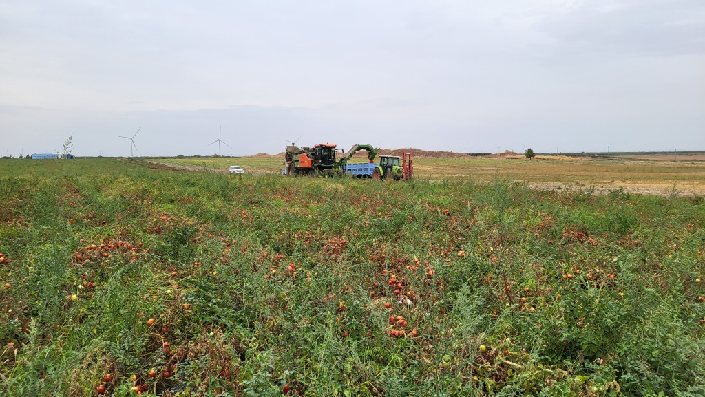 hier wird gerade ein Feld Tomaten geerntet