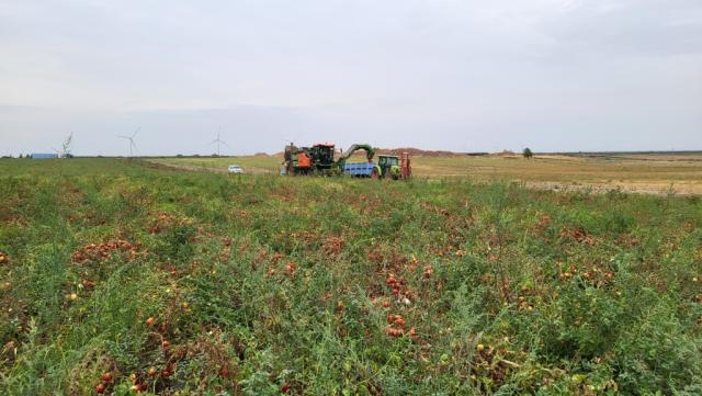 hier wird gerade ein Feld Tomaten geerntet