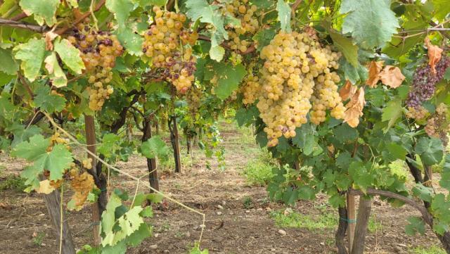 nicht zu vergessen der Wein. Hier z.B. der Weisswein Falanghina