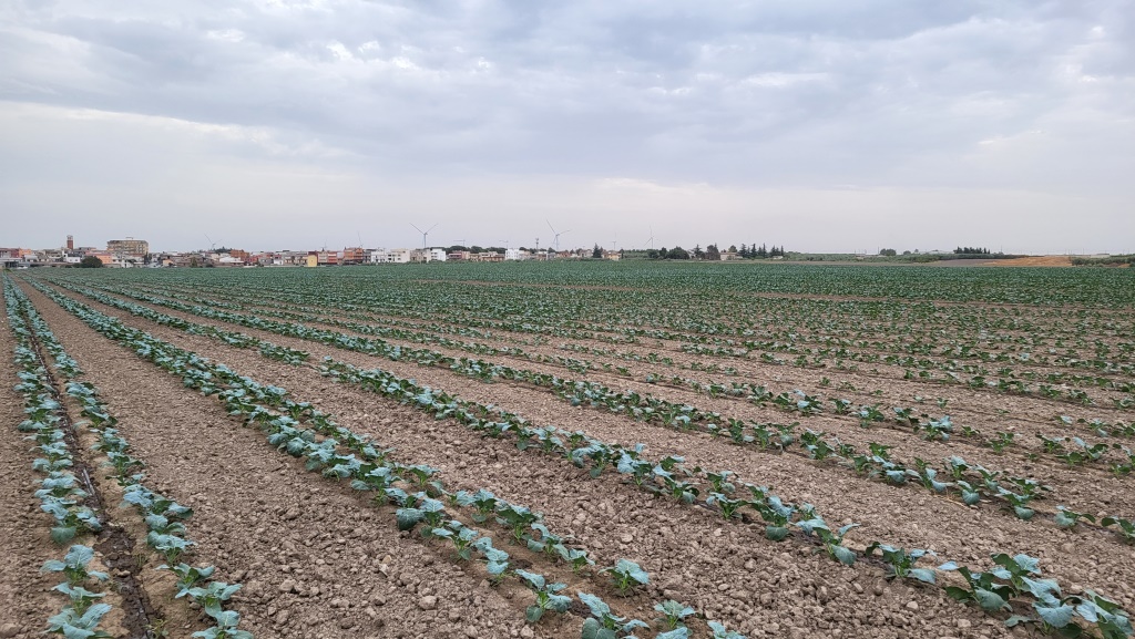 über Gemüsefelder erreichen wir unser Tagesziel Stornara