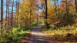 im Herbst durch den Wald laufen, was für eine Farbenpracht