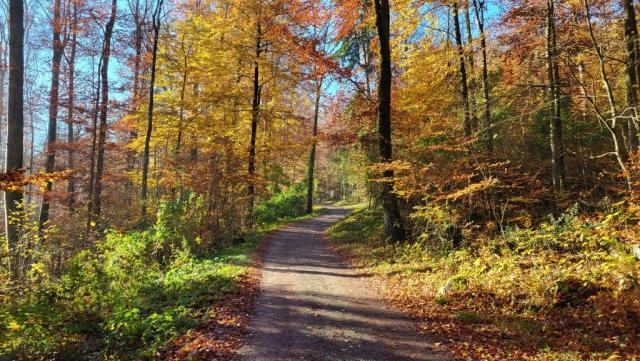 im Herbst durch den Wald laufen, was für eine Farbenpracht