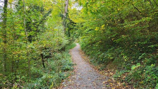 auf einem Waldweg überqueren wir den Entlisberg