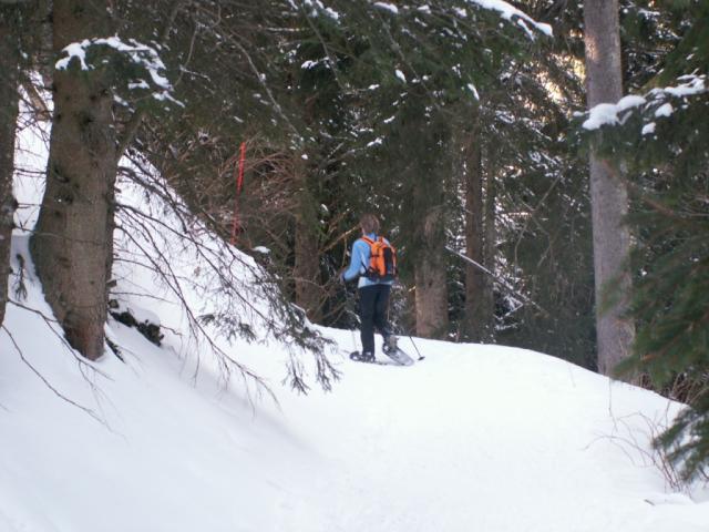 so schön durch diesen Wald