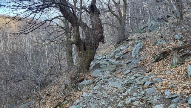 ...und tauchen in einen dichten Wald hinein