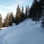 unsere Spuren im Wald