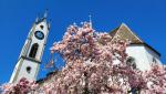 wundeschön! die Kirche, davor blühende Tulpenmagnolien