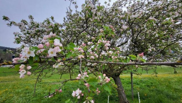 blühende Obstbäume