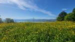 wir wandern über blühende Wiesen und eine sehr schöne Aussicht