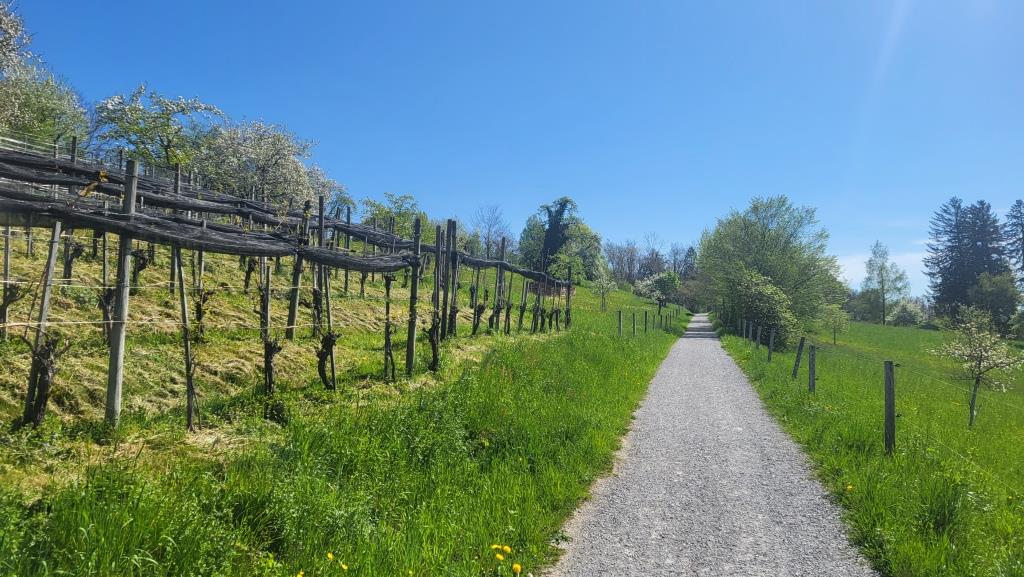 beim schönen Rebhang von Oberallenberg