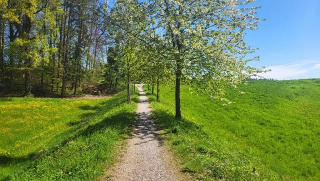 um diese Jahreszeit ist der Zürichsee-Rundweg besonders schön