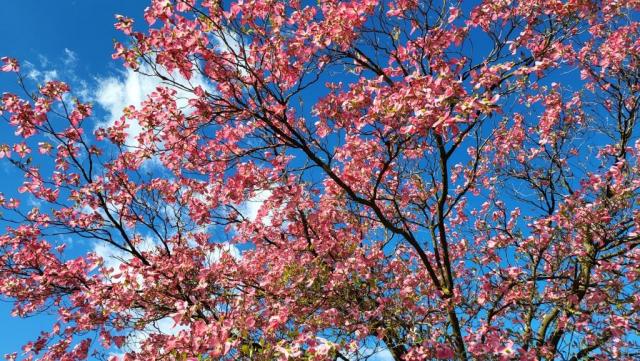 der Amerikanische Blumenhartriegel ist hier schon in voller Blüte. Bei unserem Baum sind noch keine vorhanden