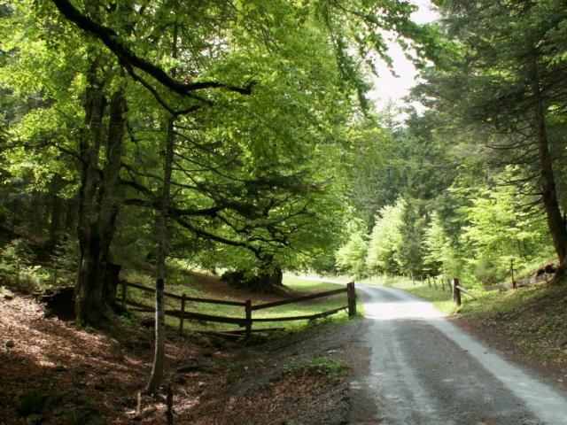 Wald bei Kunkels