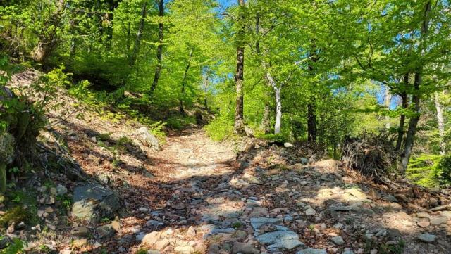 der Waldweg windet sich entlang dem Berghang des Monte Martica