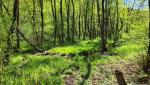 am Fusse des Monte Legnone wandern wir nun Richtung Rasa