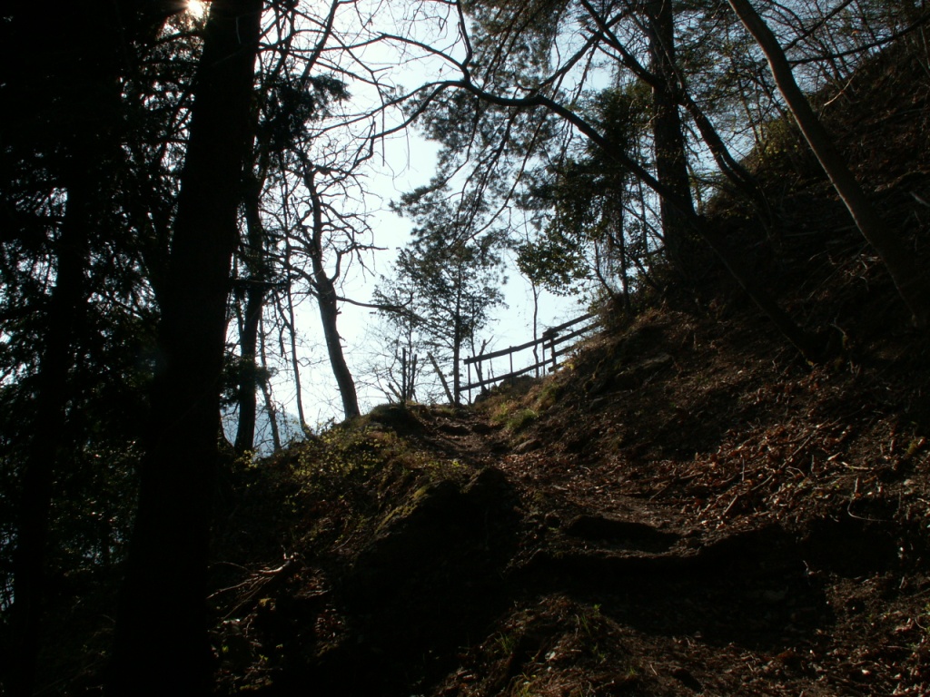 durch den Wald aufwärts