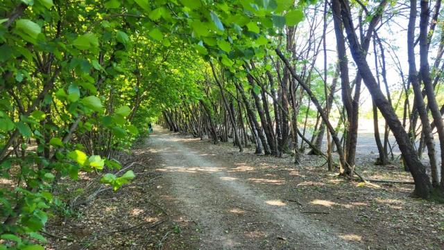 der Wanderweg führt uns durch Wald...