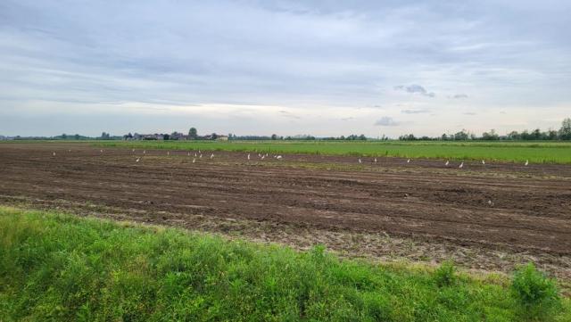 weisse Reiher, Fischreiher und Störche fliegen über uns hinweg