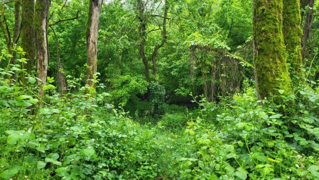 teilweise sieht es aus wie in einem Urwald