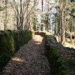 schöner romantischer Waldweg