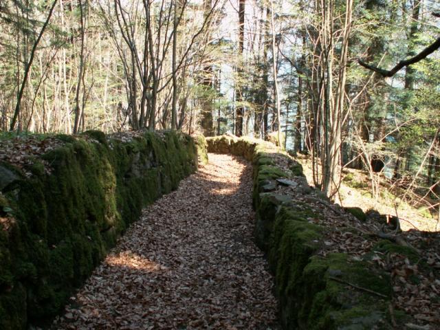 schöner romantischer Waldweg