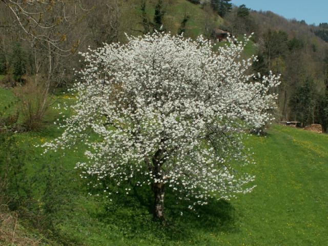 Baum in Blüte