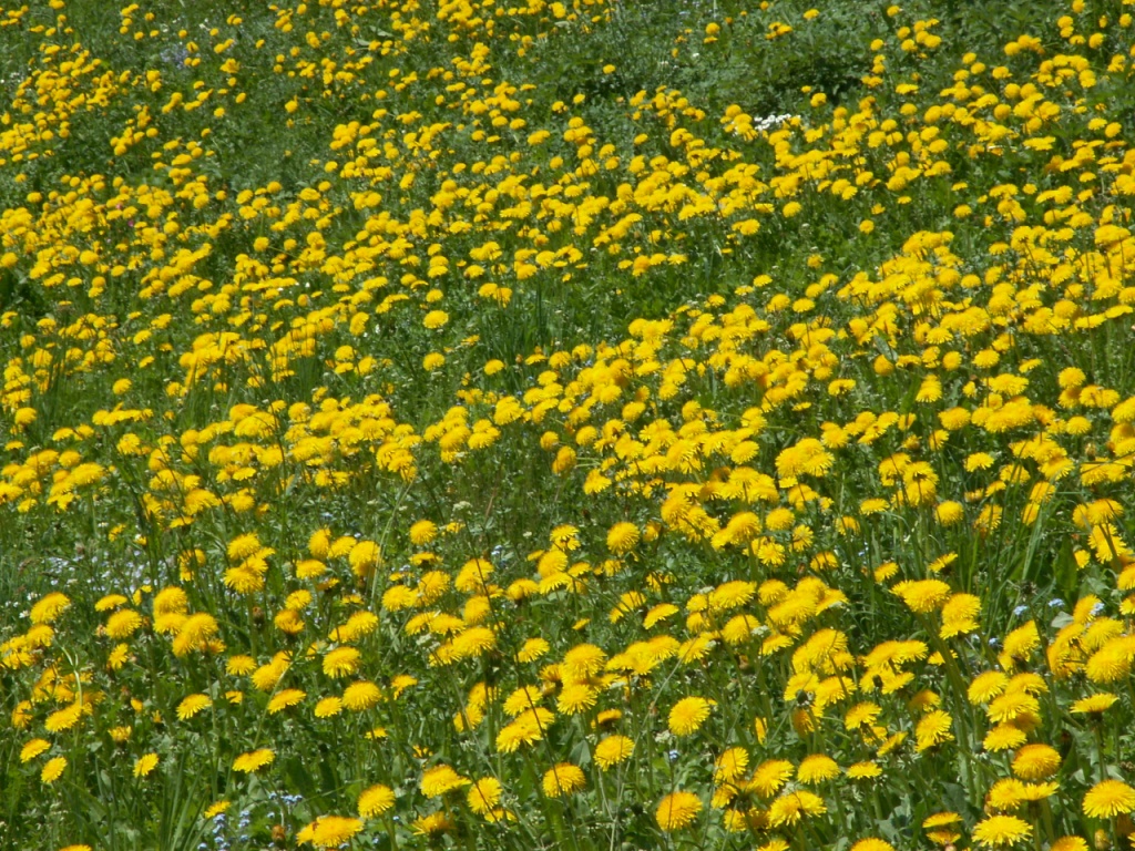 Blumenwiese