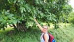 wir geniessen Feigen direkt vom Baum, einfach köstlich