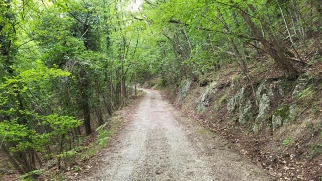 der erste Teil des langsamen, allmählichen Aufstiegs führt durch einen Wald