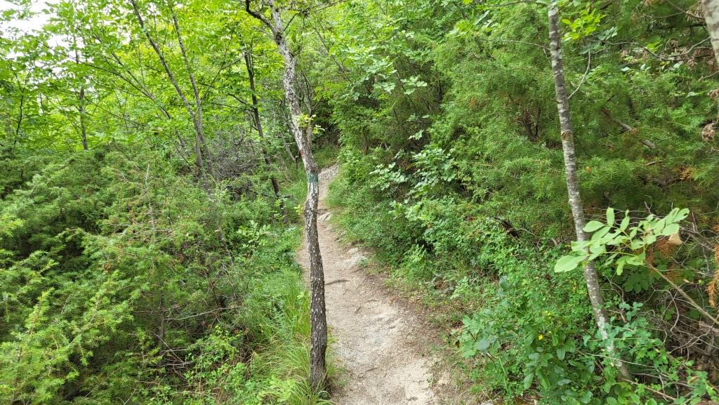 über teilweise schmale Pfade schlängeln wir uns durch den Wald