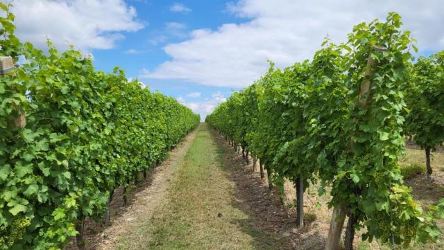 wir durchqueren Rebhänge